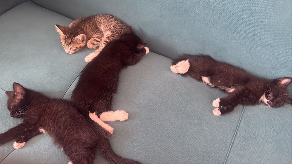 Отдам кошку с котенками