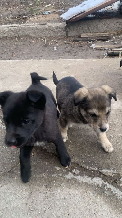 Не Проходите мимо. Отдам в добрые руки