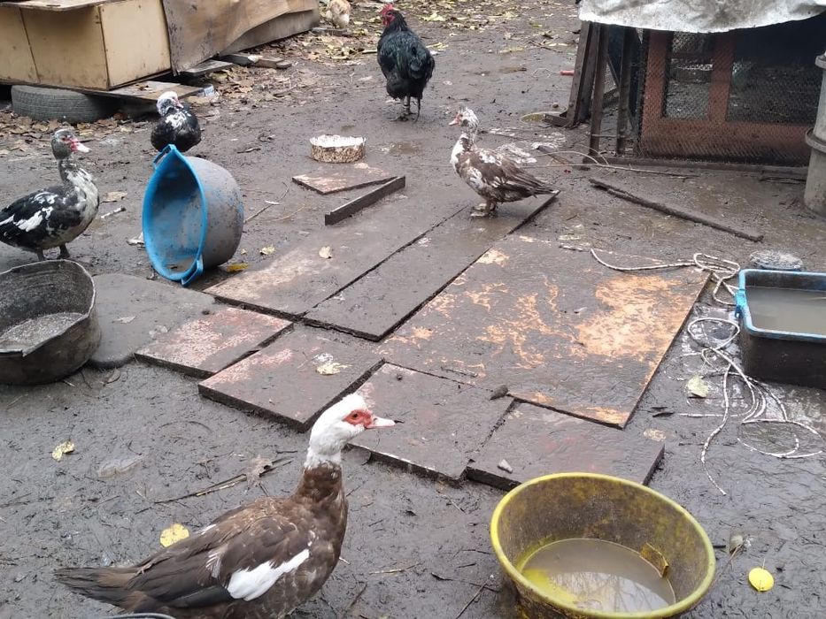 Продам индоуток разных