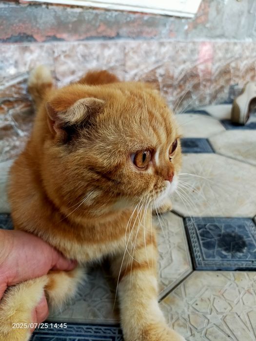 Кот вислоухий бритш