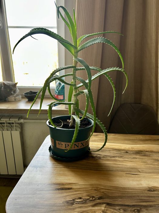 Продам алоэ, лечебный