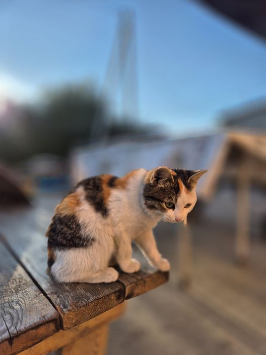Потерялась кошечка