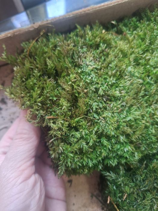 Стабилизированный мох