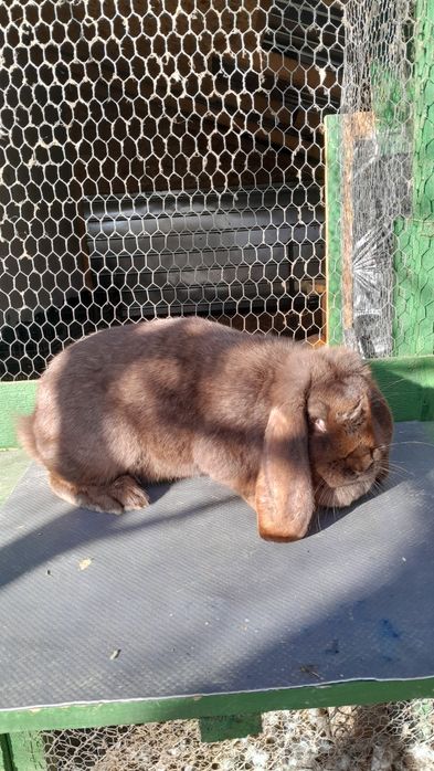 De vânzare pui de iepuri de rasa