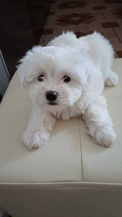 Bichon Maltez cu carnet de sanatate