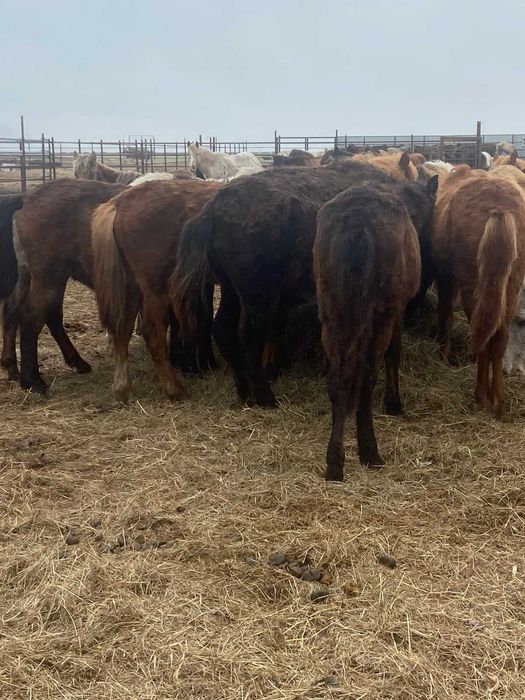 2025 жылғы семіз тайлар сатылады