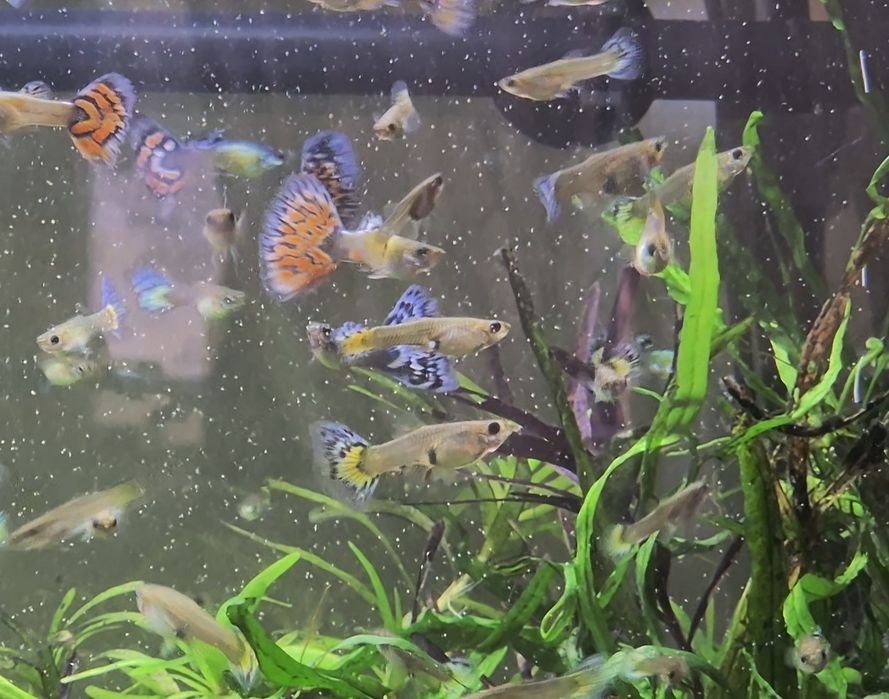 Pești acvariu. Xipho, Molly, Guppy!