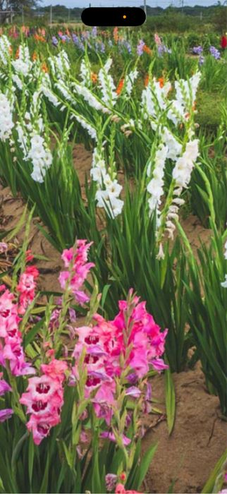 Bulbi gladiole , crini , bujori , laleke , narcise , irisi