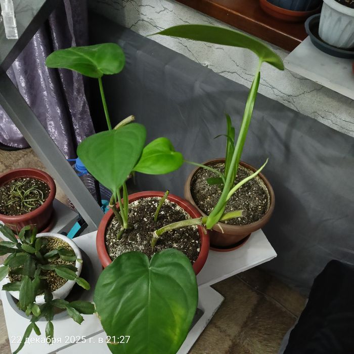 Продам полку для цветов.