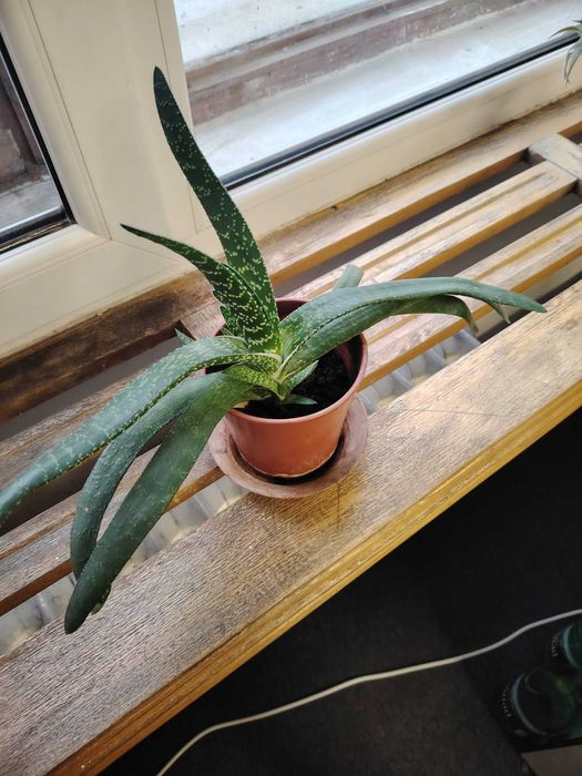 Planta verde Limba boului (Gasteria carinata)