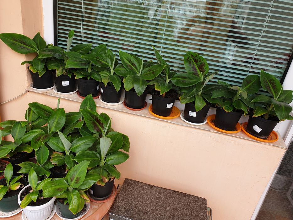 Продавам банани изгодно ПРОМОЦИЯ