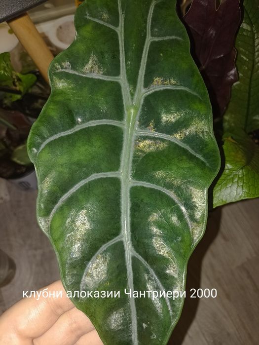 Комнатные растения