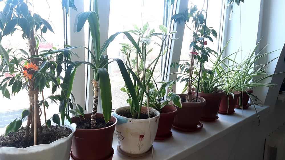 Комнатные цветы в горшочках, недорого