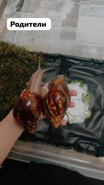 Улиточки в продаже