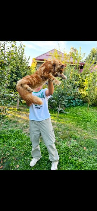 Продается котенок мейнкун