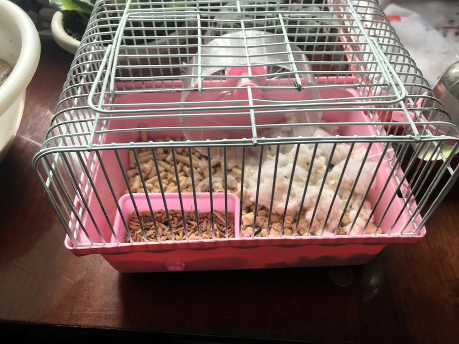 узынагаш хомяк клетка, корм, наполнитель, вата