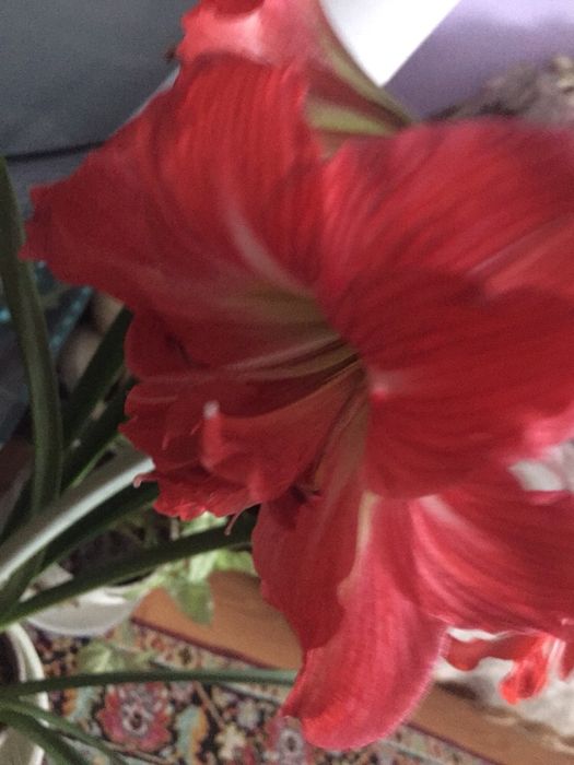 Продам очень красивый махровый