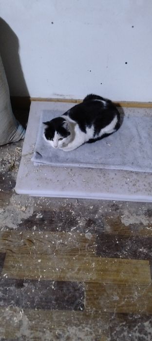 Котика пристраиваем в добрую семью, нашли на морозе, живёт в цеху