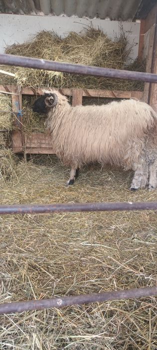 Berbecuț de vânzare