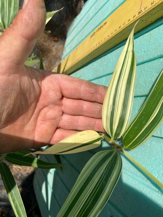 Бамбук различни видове, декоративни, бързорастящи, жив плет, ограда