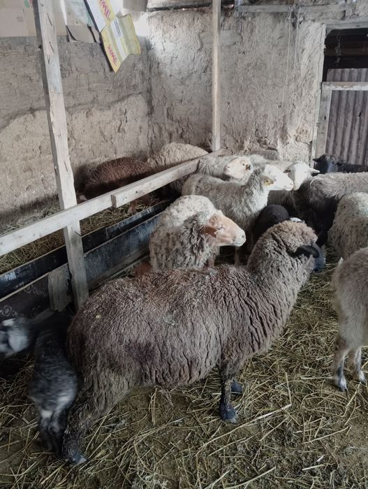 Козылы койлар сатылады