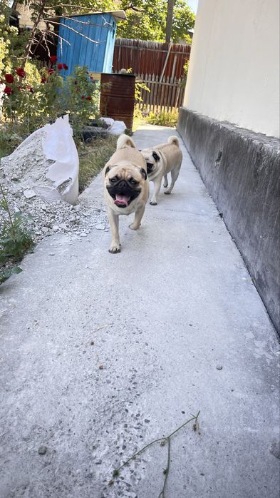 Продам Щенков мопса