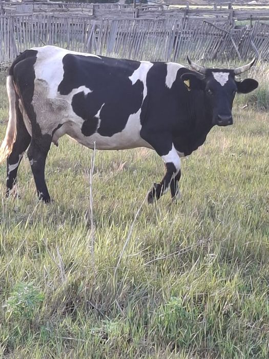 Продам две коровы ц