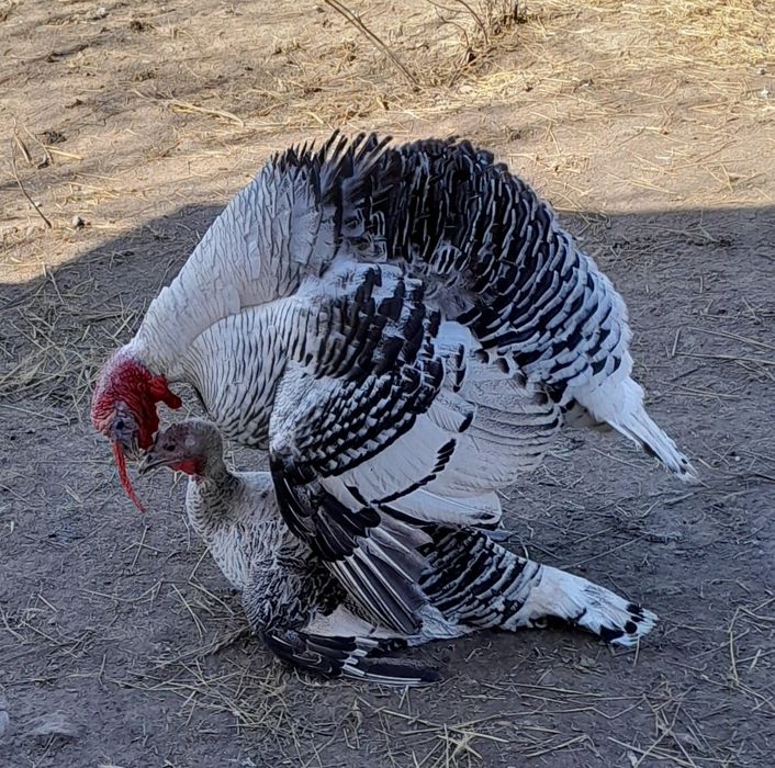 Familie pui de curcă 1+2