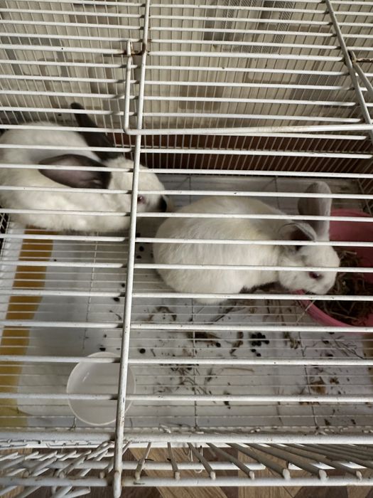 Kaliforniya quyoni para