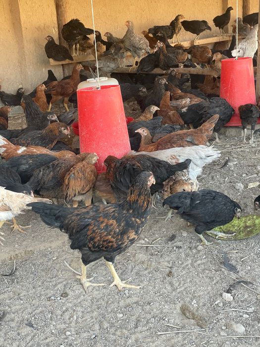 Tavuqlar sotiladi