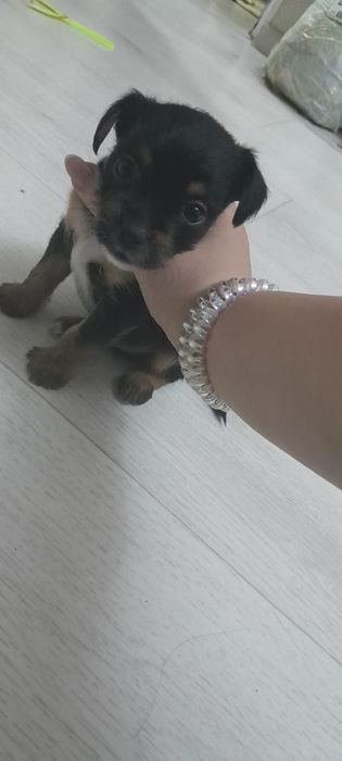 Отдам щенят бесплатно