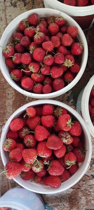 Продам  клубнику свежесобранную