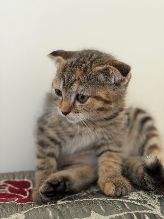 Продается котенок