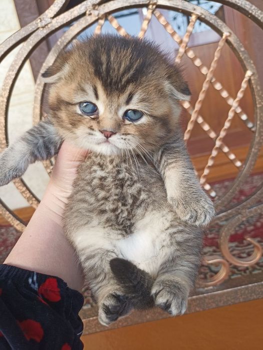 Domboqqina mushukchalar