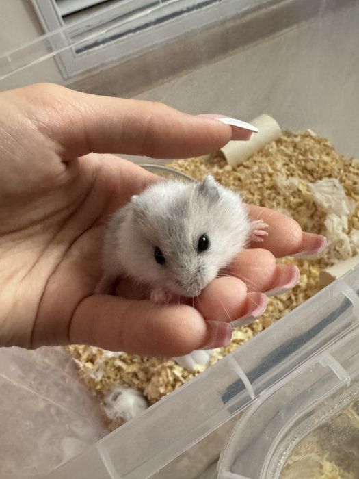 Хомяк джунгарский