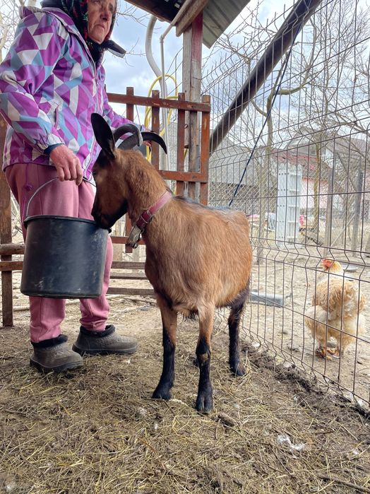 Capra alpină franceza, pereche gaste americane sau doar gansac, cocosi