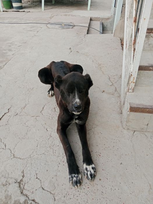 Домашние животные.