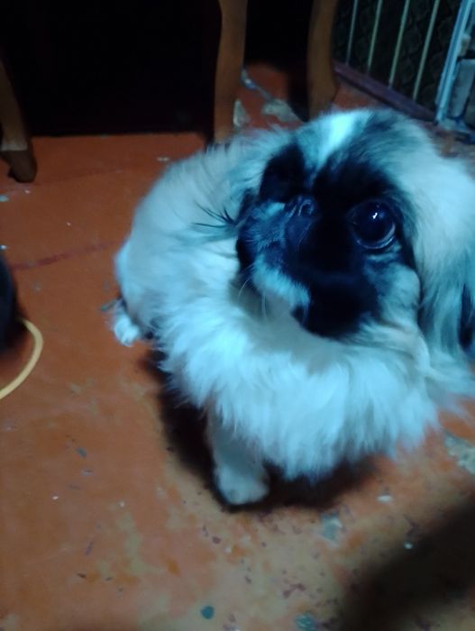 Продам пекинеса за 100 долларов