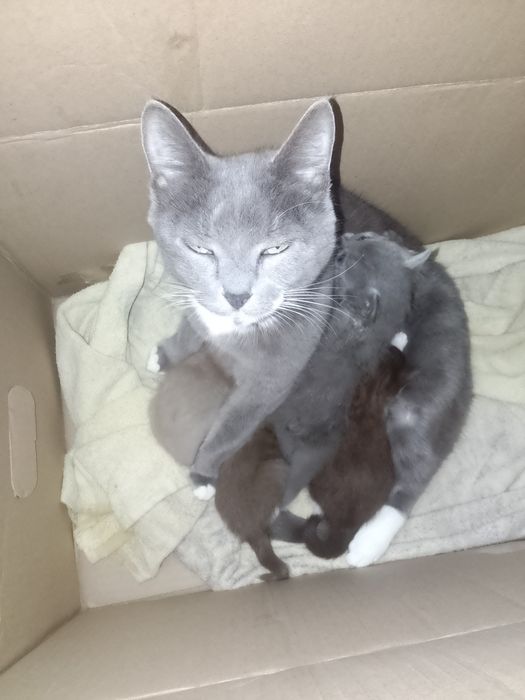 Отдам котят в добрые руки