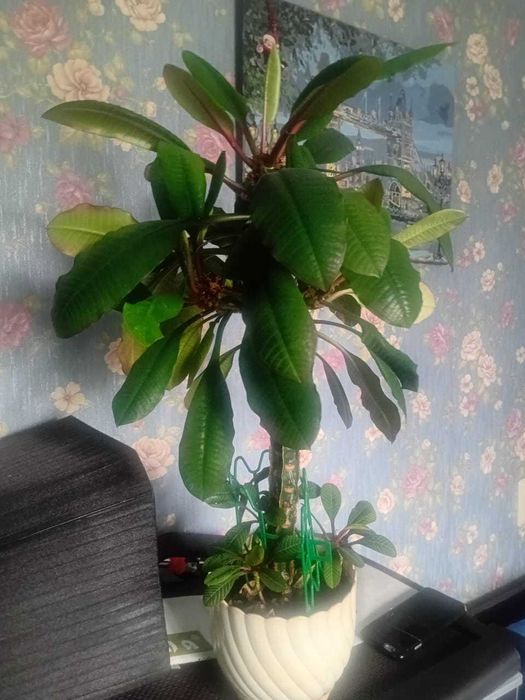 Цветок     молочай,