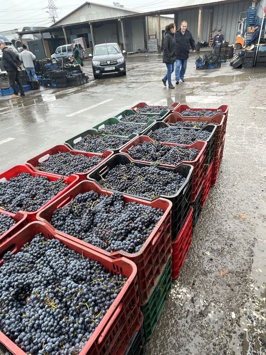 Vand struguri negri de vin transport gratuit