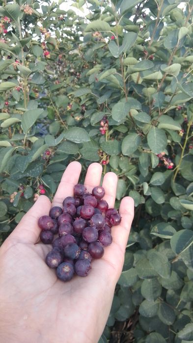 Восточный 5 дачи,летний вариант