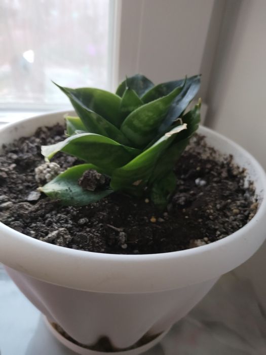 Горшки для отростков.