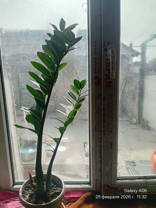 Растут на нём ещё отростки