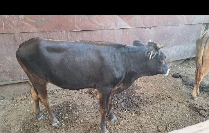 Продам продам продам