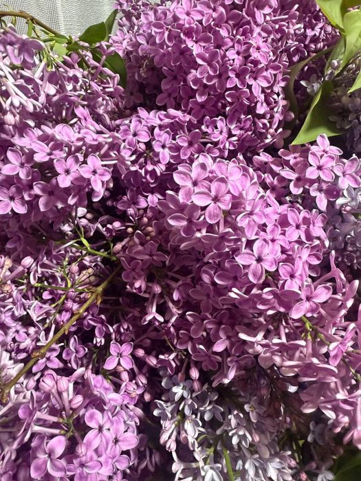 Продается сирень.