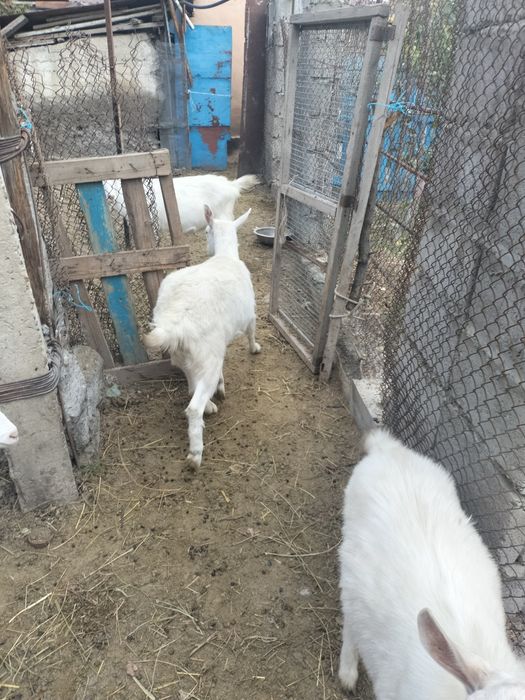 Коза зааенский.ешкі сатылады
