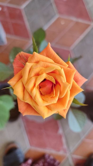 Atirgul qizil sariq oq