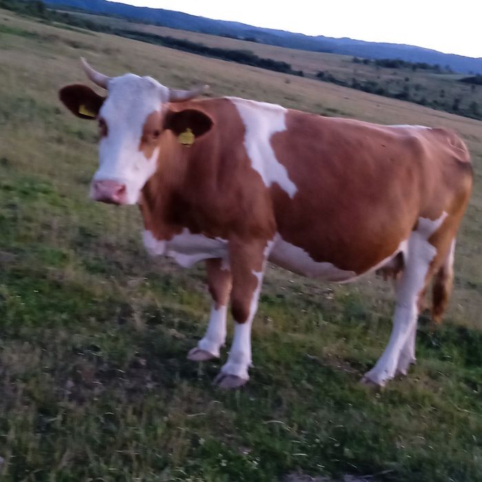 Vând vacă bălțată românească