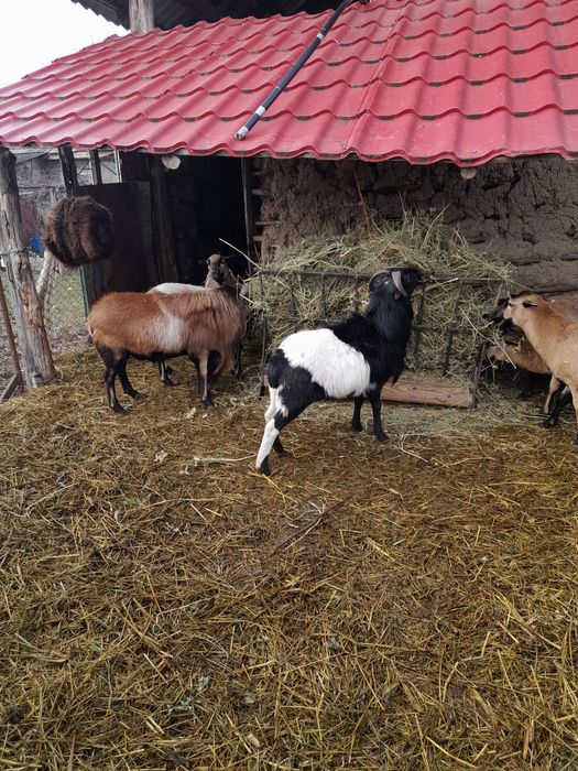 Vând oi camerun și un berbec .